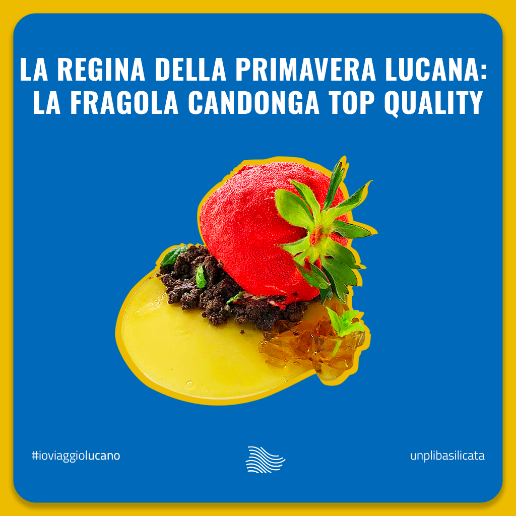 Al momento stai visualizzando La regina della primavera lucana: la fragola Candonga Top Quality